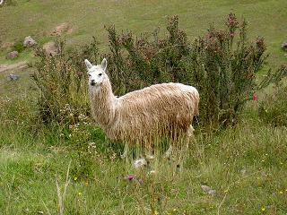 Ein Lama, oder ist es ein Alpaka, hae??