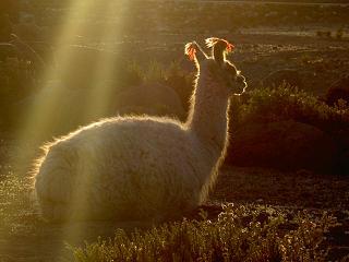 Lama bei Sonnenaufgang