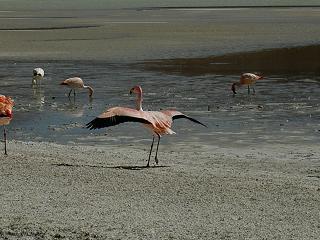 Flamingo