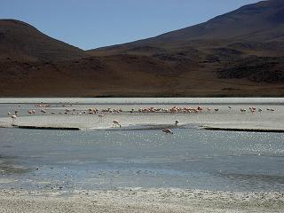 Flamingos