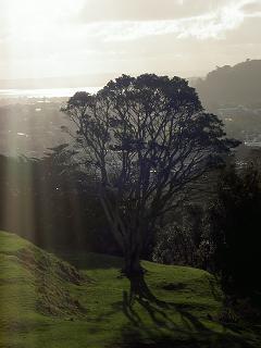 Ein einsamer Baum - einfach weil er so toll aussieht.