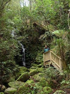 Urwaldtreppe