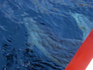 Delfine begleiteten unser Boot