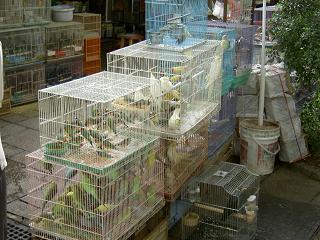 Der Vogelmarkt
