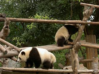 Zwei spielende Jungpandas