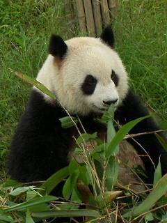 So schoen ist das Leben als Panda.