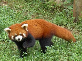 Kaum zu glauben, aber diese kecke Gesell ist auch ein Panda, ein roter Panda!