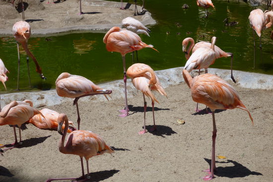 Flamingos, die ich hoffentlich in Florida in freier Natur bewundern werde.
