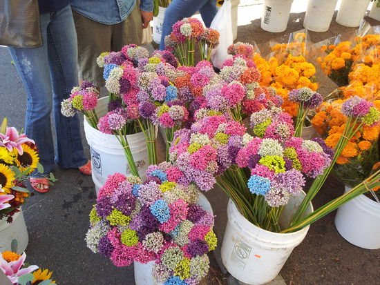 Eingefärbte Zwiebelblüten. Jawohl, auch Zwiebeln bilden Blüten, wenn man sie nur lässt ;o)