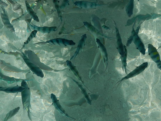 Ansicht von oben... Jetzt müsste ich für unser Abendessen nur zugreifen.