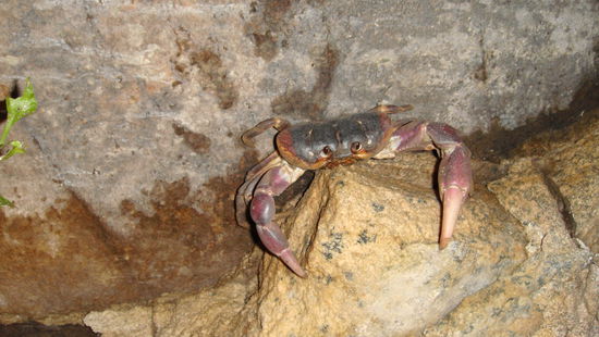 Nach dem Essen haben wir noch Besuch bekommen. Somit haben wir jetzt einen Untermieter im Badezimmer...
Den lila Krebs, namens "Zwicki"