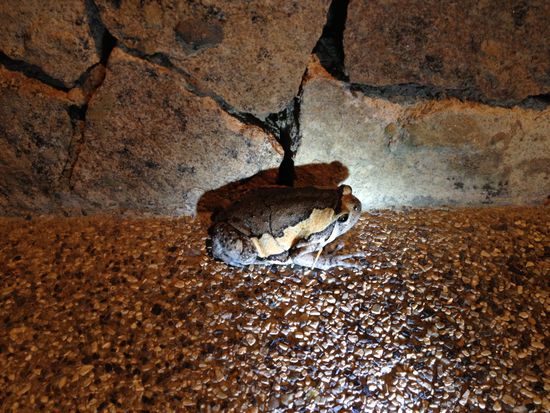 und seinen Freund Kermit.
Es ist ja so... Die Beiden sind ja nicht bei uns im Badezimmer, sondern wir sind bei ihnen im Dschungel 