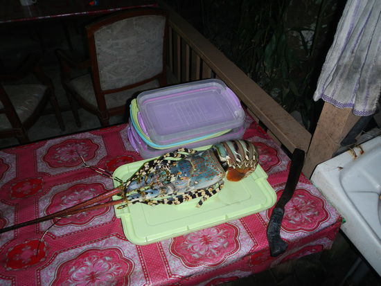 Um einen Vergleich zu haben, wie groß das "Ding" (Languste) ist, ...