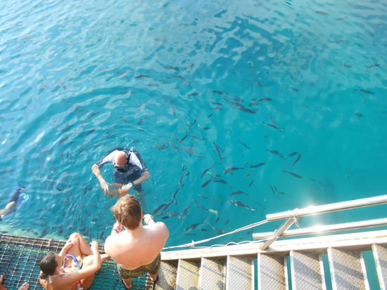 Roland, der Angler, versucht mit Händen und Füssen unser Abendessen zu fangen...
Es würde dann, wie hier zu sehen ist, Thunfisch geben. Naja, am Abend gab es dann Nudeln für alle  