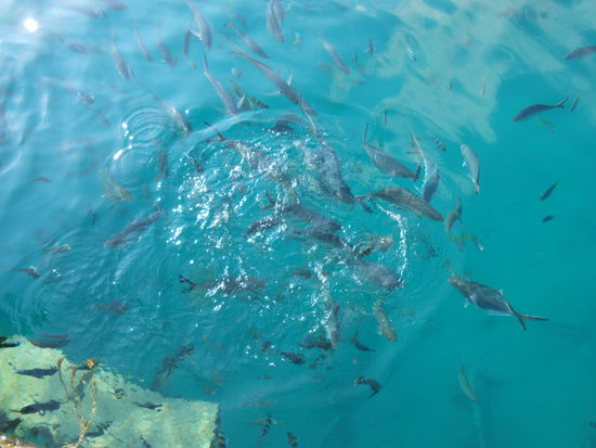 und hier ist das Schnorcheln besser als im Aquarium.