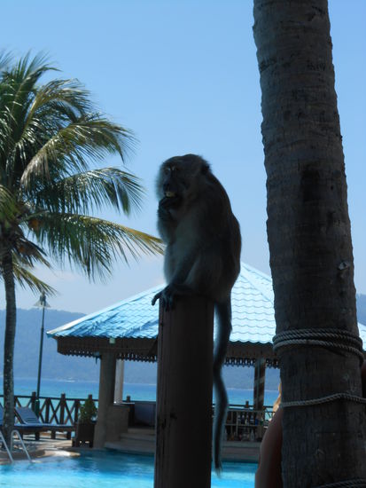 In Malaysia gibt es viele Affen (es sind auch manchmal Touristen).
Wie hier zu sehen ist, sind sie auch an den Menschen gewöhnt und deshalb hüpfen sie auch in der Anlage umher bzw. am Pool 'rum.