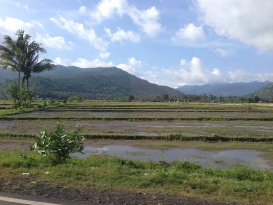 Vorbei an Reisfeldern