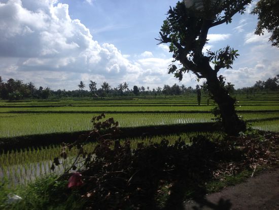 Reisfelder, Reisfelder und dann da hinten ist noch ein Reisfeld 