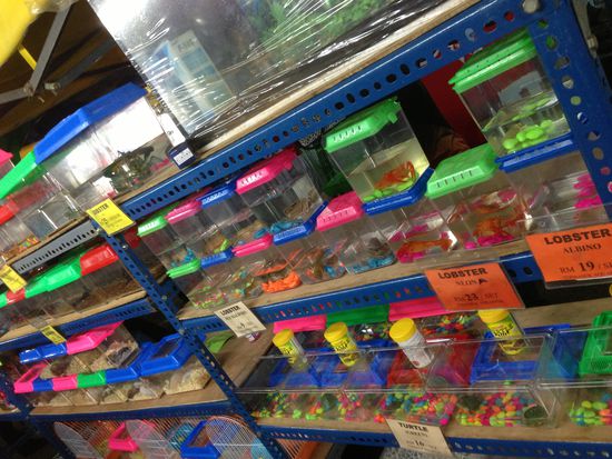 Hier kann auch noch ein Lobster als Haustier gekauft werden.