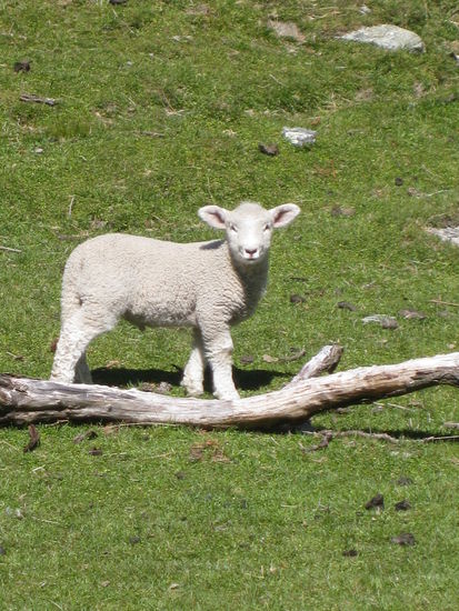 auf der Wanderung zum Aspiring Hut - inmitten aller Schafe