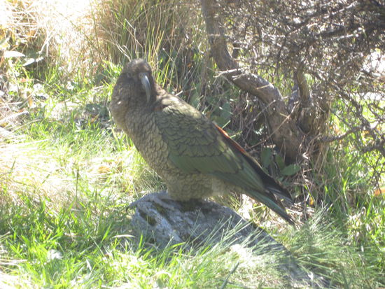 Kea