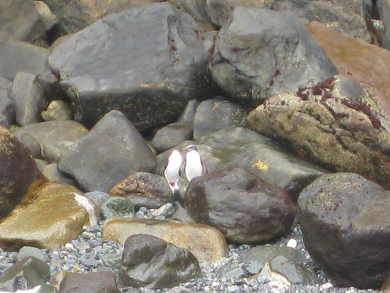 In Milford Sound: 
Koennt ihr die Pinguine entdecken?