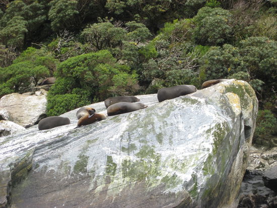 Seeloewen und Robben auf dem Sealrock