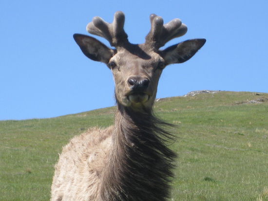 Wilde Tiere und so zahm...