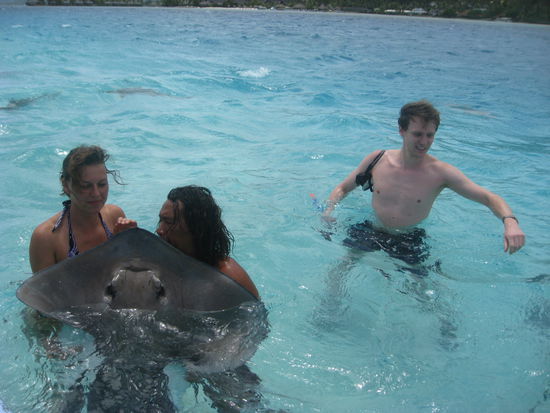 Rochen zum Anfassen auf dem offenen Meer und im Hintergrund Haie