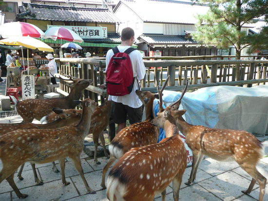 hungrige, "bissige" Rehe