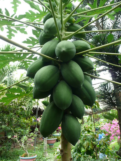 Lecker Papaya