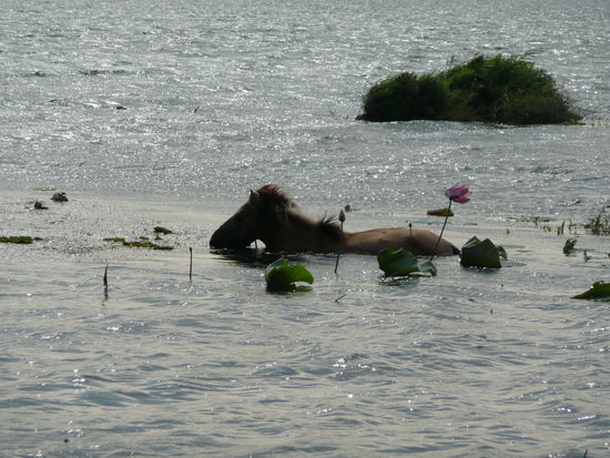 Viatnamesisches Seepferdchen 