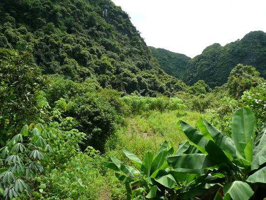 Hardcore Dschungeltrack