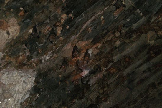 ...war die decke voller fledermäuse!