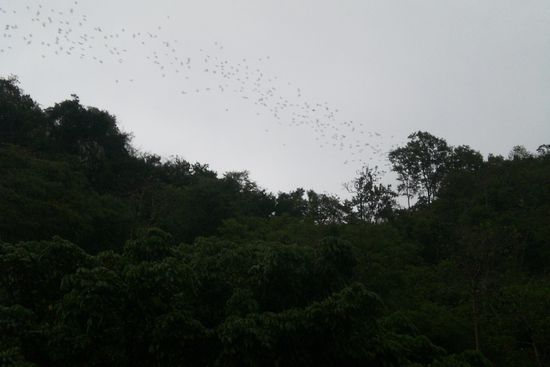 Hier kommen die fledermäuse aus der fledermaushöhle geströmt...