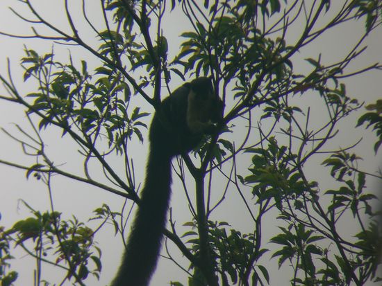 ein thailändisches eichhörnchen 