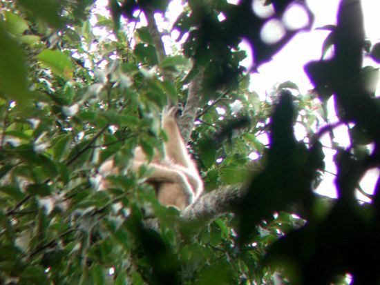 endlich hatten wir die gibbons entdeckt...