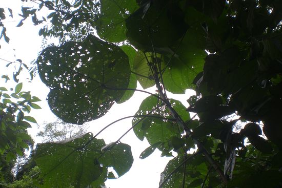 elefantenohrblätter...