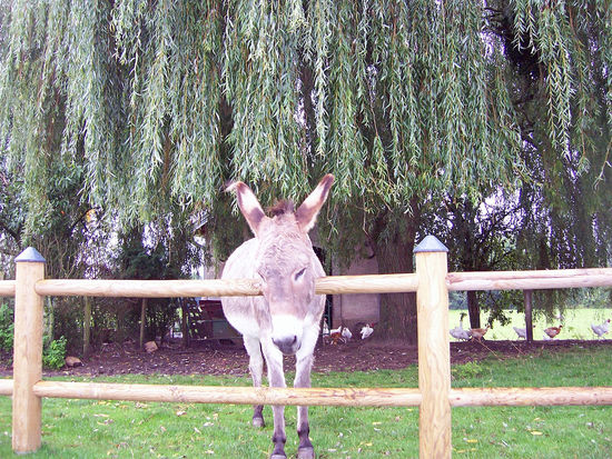 hallo kleiner Freund