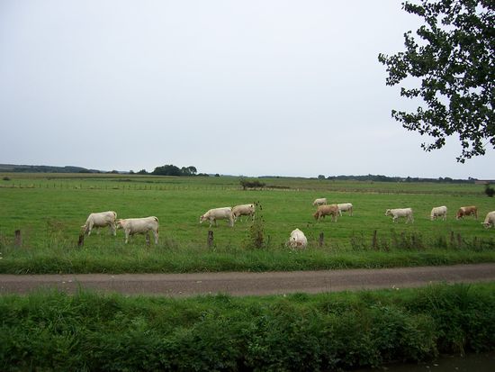 eine Kuh macht muh, viele Kühe machen Mühe