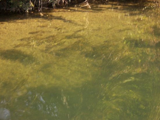 glasklares Wassser im alten Rhein-Rhone-Kanal (branche nord)