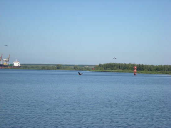 zwei Seeadler beim Fischen