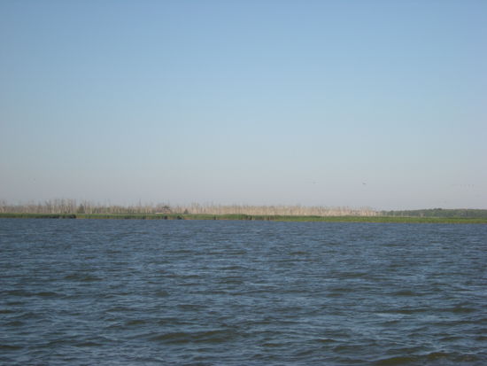 so sehen Bäume aus, wenn Kormarane überhandnehmen--- tot --