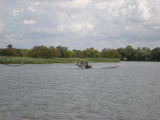 Fischstäbchen verengen das Fahrwasser