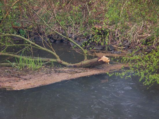 der Biber hinterläßt Spuren