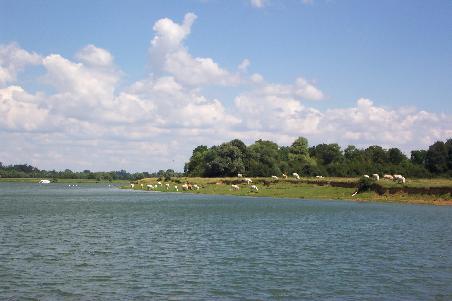 Weideland begleitet uns und die herrlichen, weißen Charolais-Rinder grasen am Ufer.