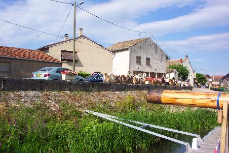 Kühe auf dem Heimweg in La Truchere