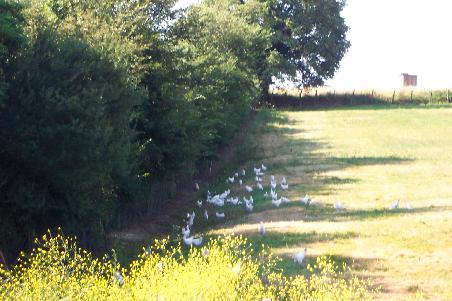 die erste Hühnerfarm