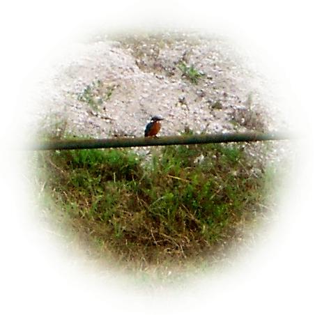 Eisvogel