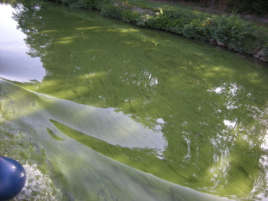 Kanalwasser stark veralgt